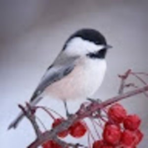 Meet your Posher, Janie